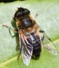 Eristalis pertinax